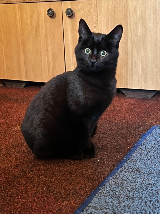 Dau spre adoptie pui de pisica