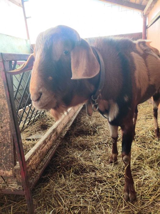 Țap anglonubian de vanzare