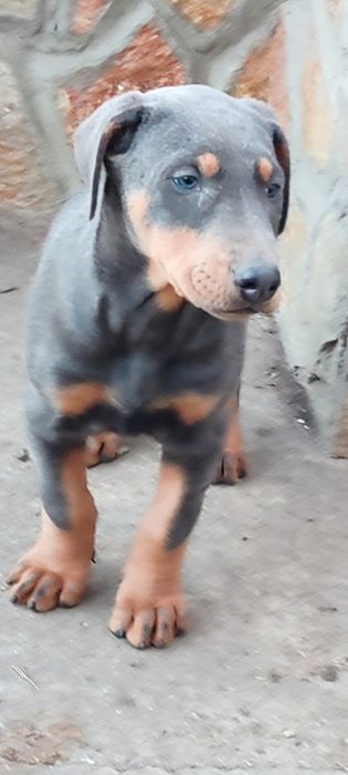 Продавам  цветни  родословни добермани