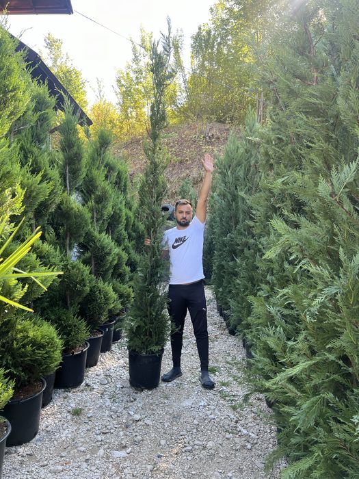 Plante ornamentale de orice soi