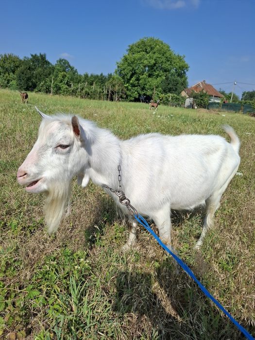Schimb sannen de doi ani