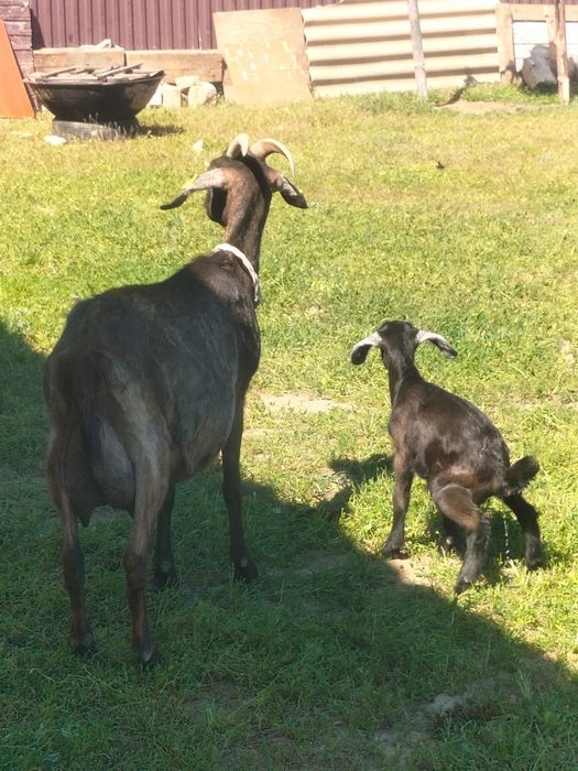 Породный Ешкі сатылады