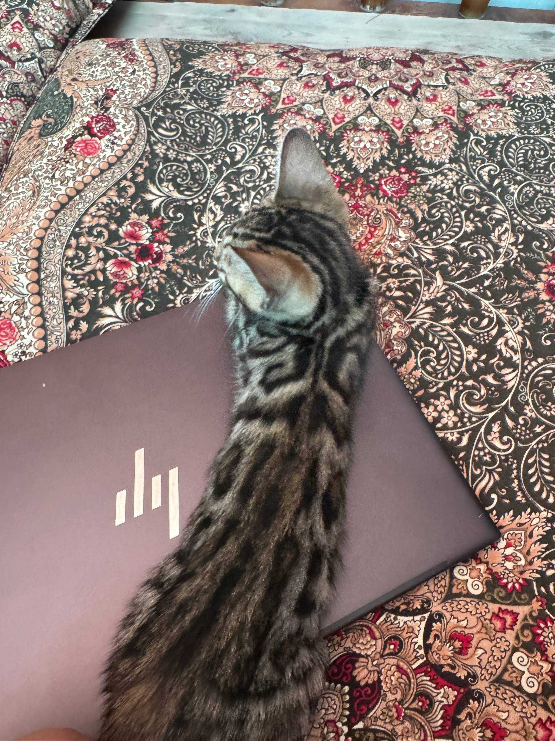 котят Бенгальская