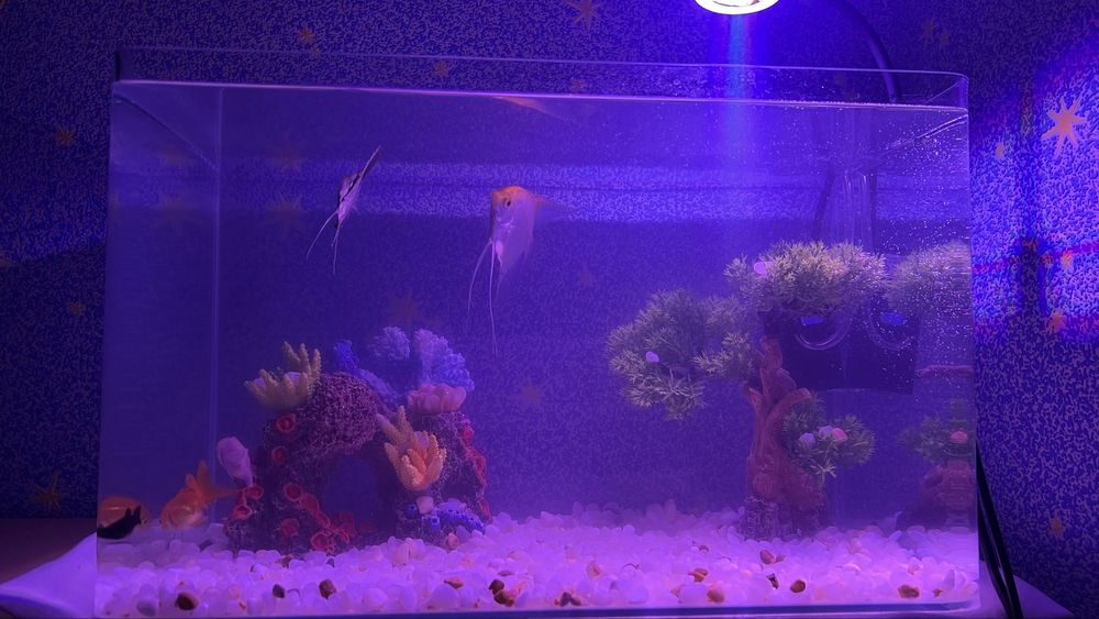 Akvarium baliqlari bilan