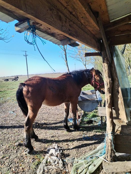 Vând mânz de 2 ani