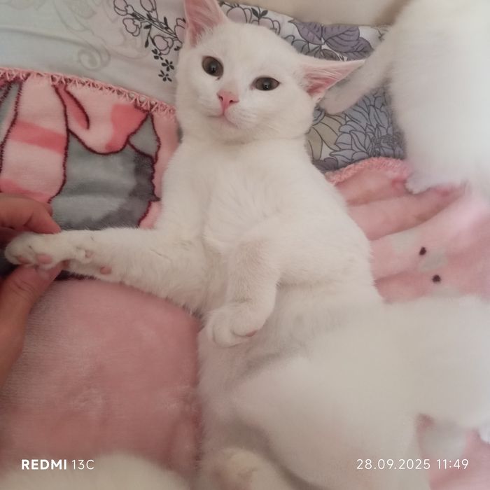 Белый кот страйк