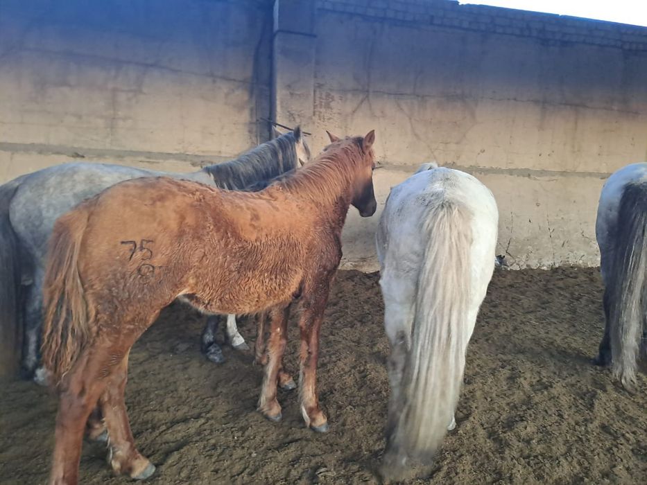 Ұрғашы жабағылар сатылады. Қолдануға керемет