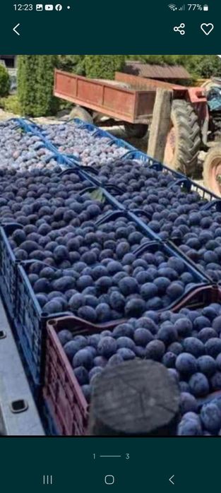 Vindem prune de țuică calitate