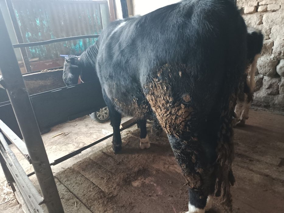 Бука , хуккуз, 1,5 ёш