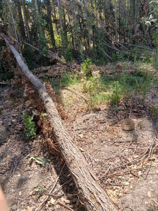 Терекла бор сотилади. Келиштириб берворамиза срочно.  Манзил Янгийул