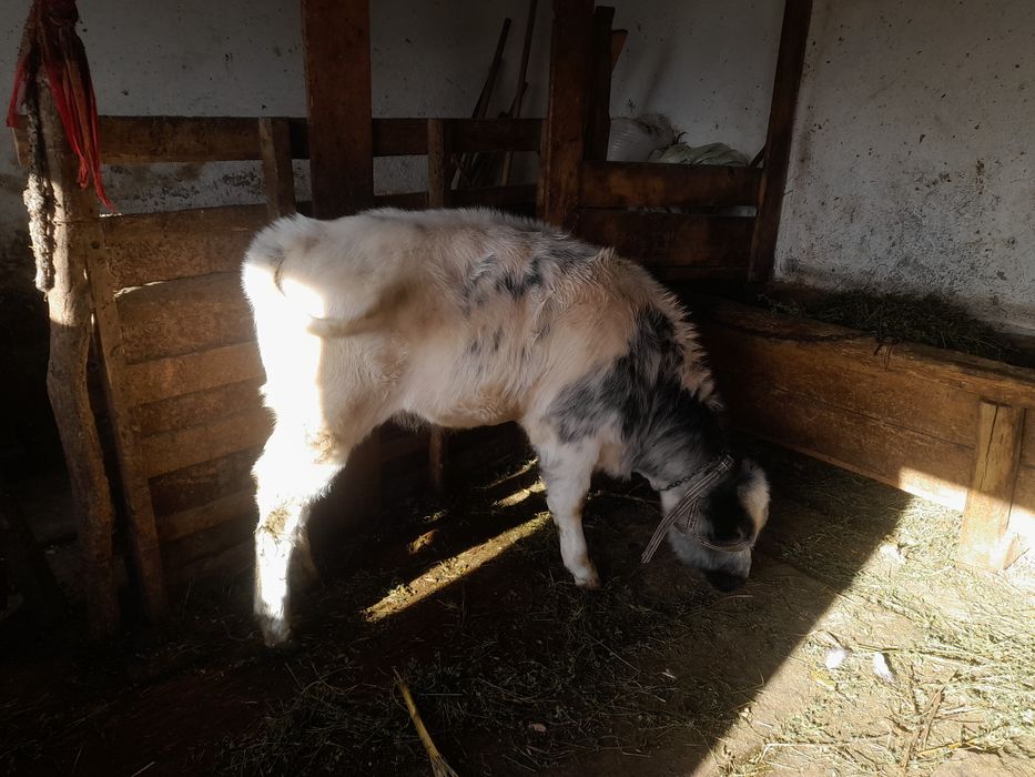 De vânzare vitica de 3 luni