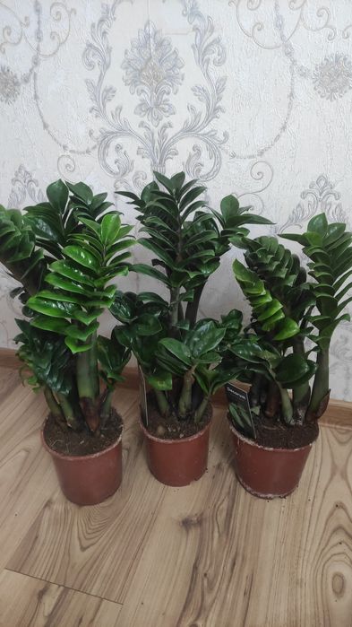 Комнатные растения Алматы