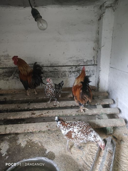 Мини кокошки и петли серами
