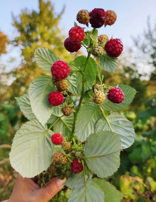 Butasi Zmeura Heritage Remontant