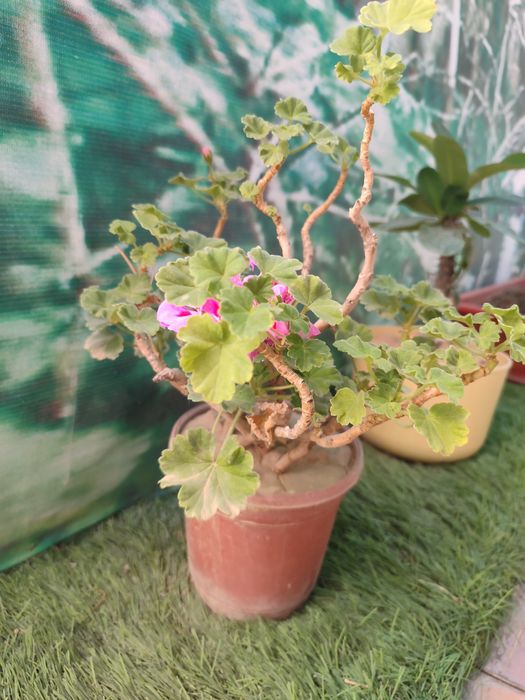 Срочно продам цветы