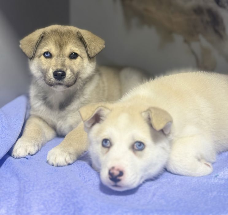 Продаються Девочки Хаски