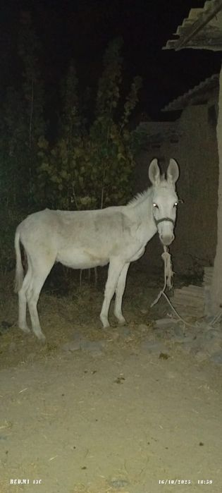 Эшак сотилади 2 яш