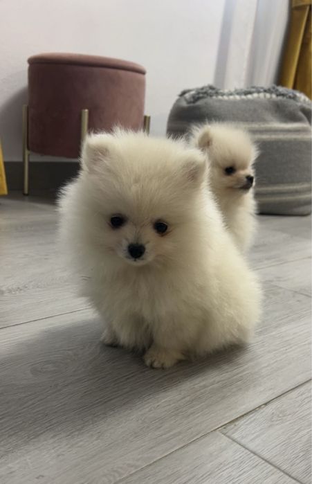 Puiut de Pomeranian