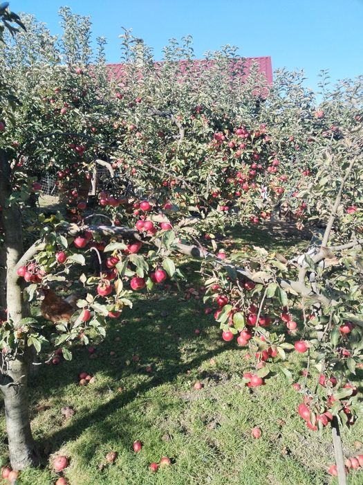 Vând mere naturale nestropite soiul ionatan și iadaret e