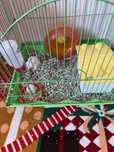 Vand hamsteri pui