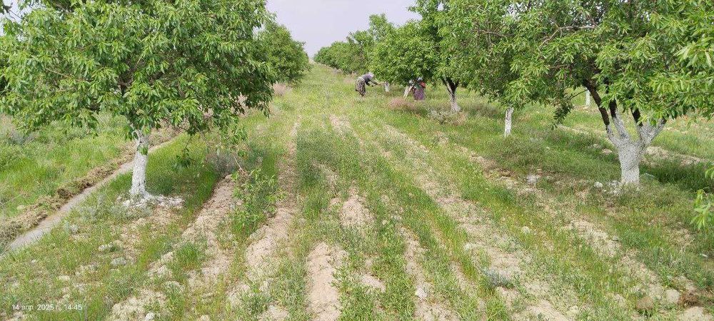 Торги по продаже права аренды земельного участка в Фергане 31.8Га