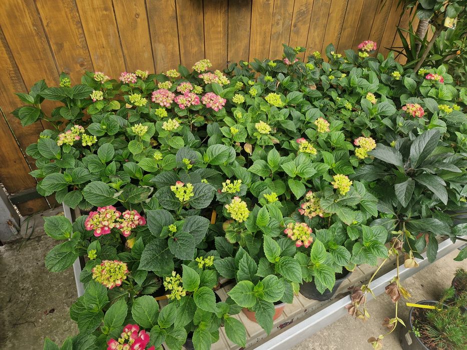 Hortensie  ''Adria''  Hydrangea