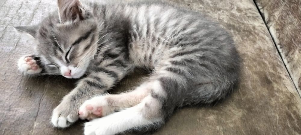 Отдам котят только в добрые руки