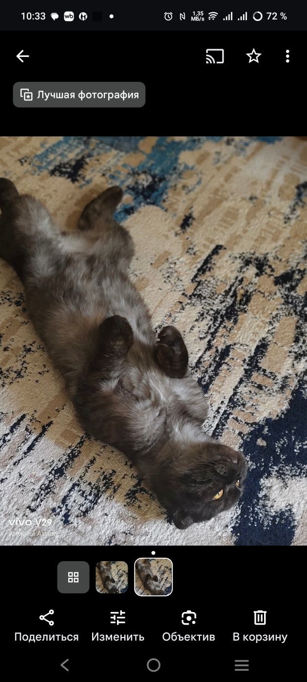 Отдам шотландскую вимлоухую