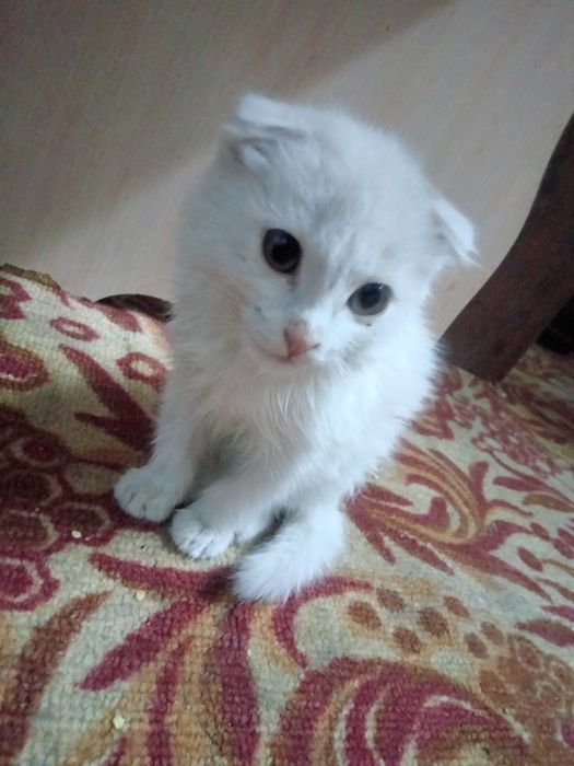 Котенок веслаухий