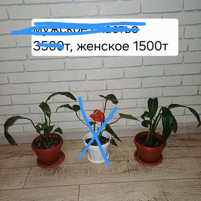 Женское счастье не дорого