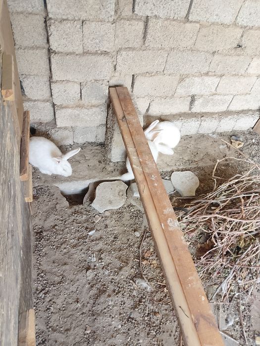 Бугоз ва гуштга куëнларимиз сотилади