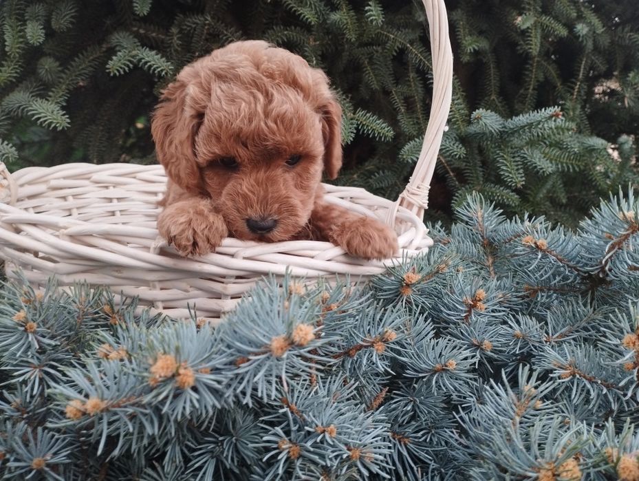 Той пудел Poodle toi