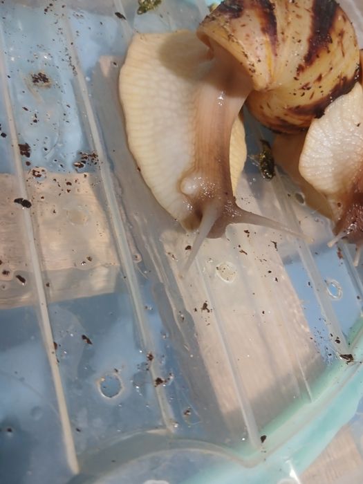 Axatina retikulyata axatina fulika albinos 8yarm 9sm tuxumga krgan