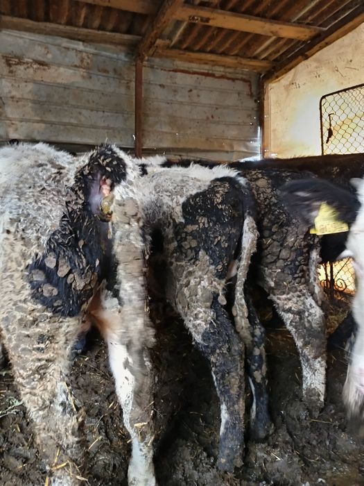 Vând viței de 5 luni