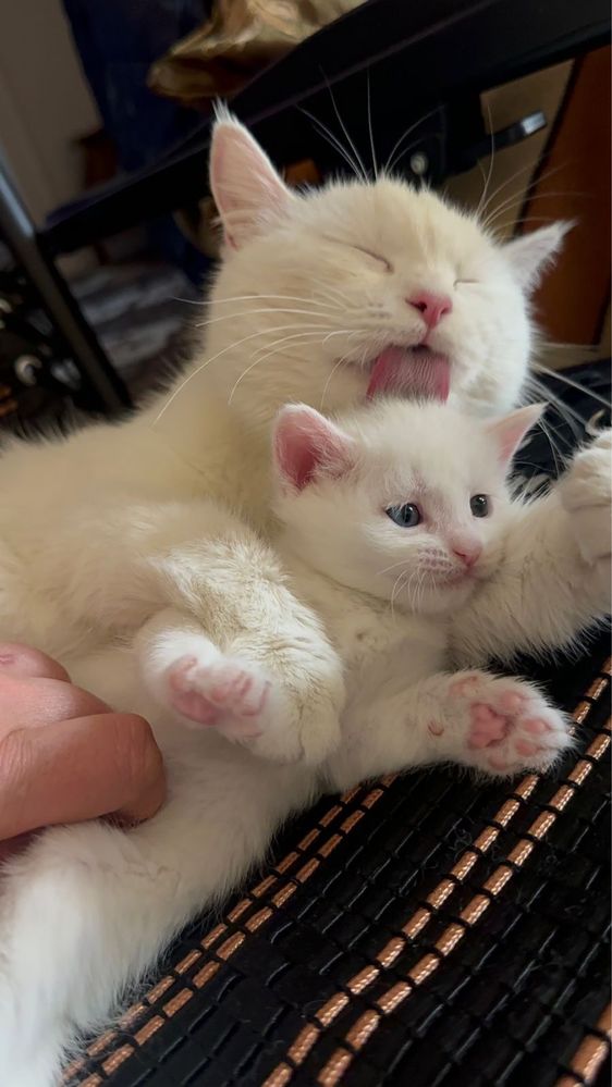 Котята бесплатно в добрые руки
