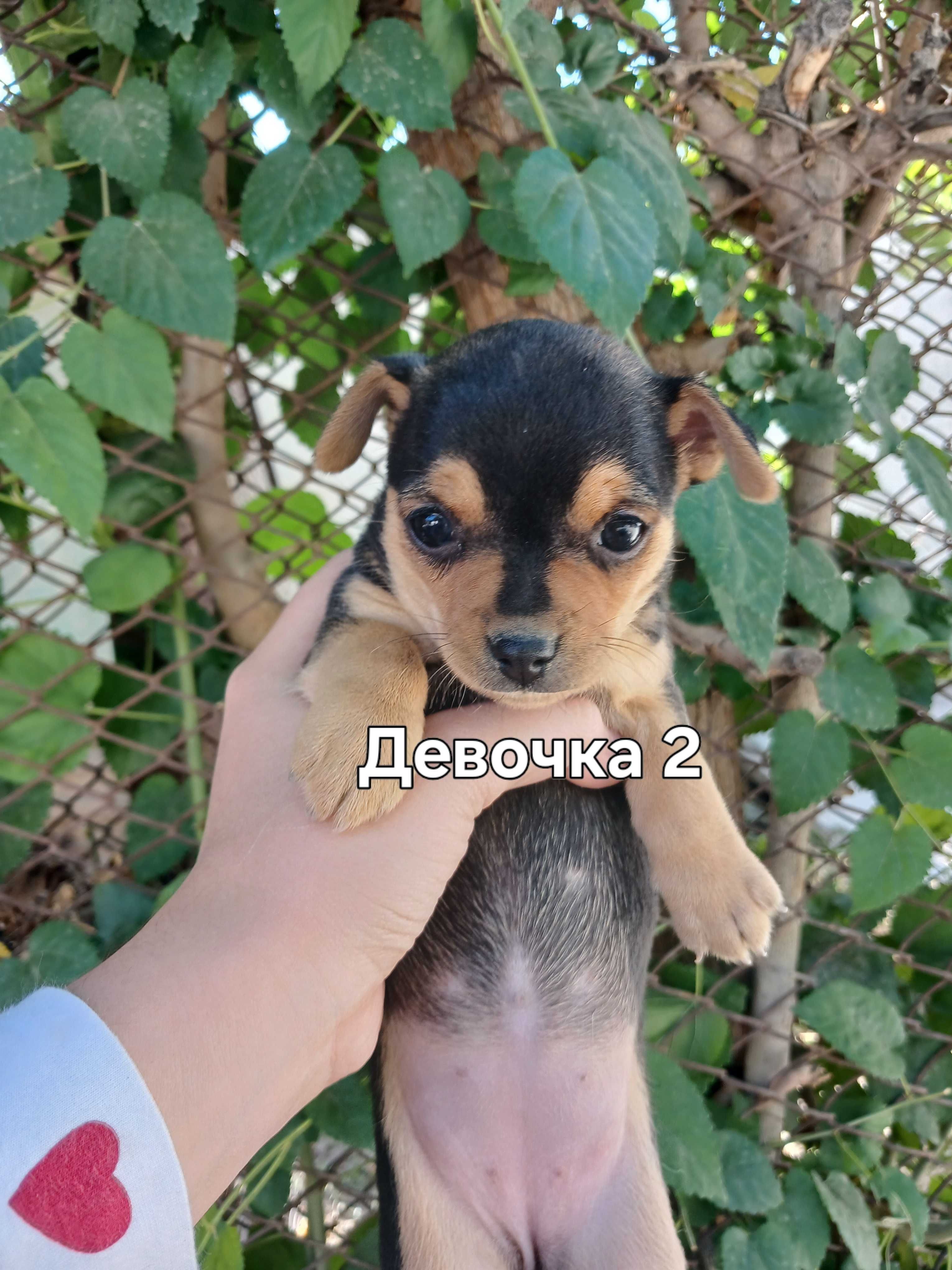 Продаю Щенков породы: Цвергпинчер
