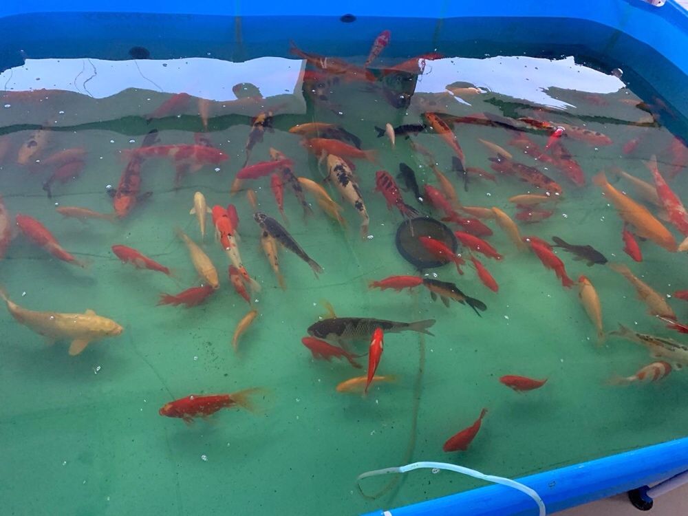 Crap Koi 15-50cm