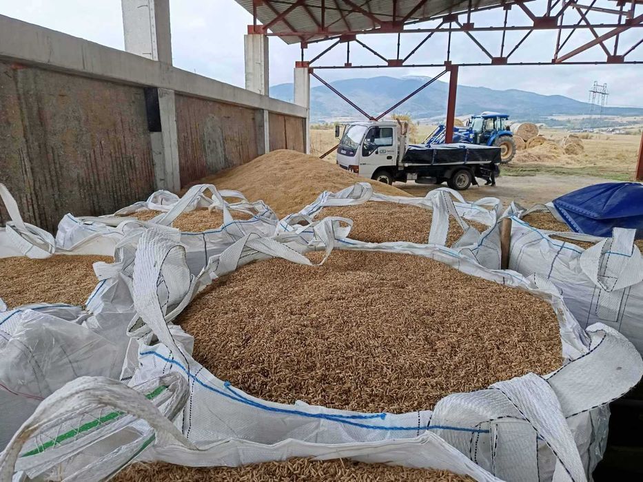 Продавам Пшеница, Слънчоглед и Овес, реколта 2025г.