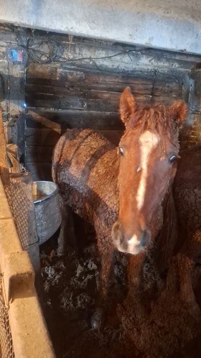 Семіз тай сатылады