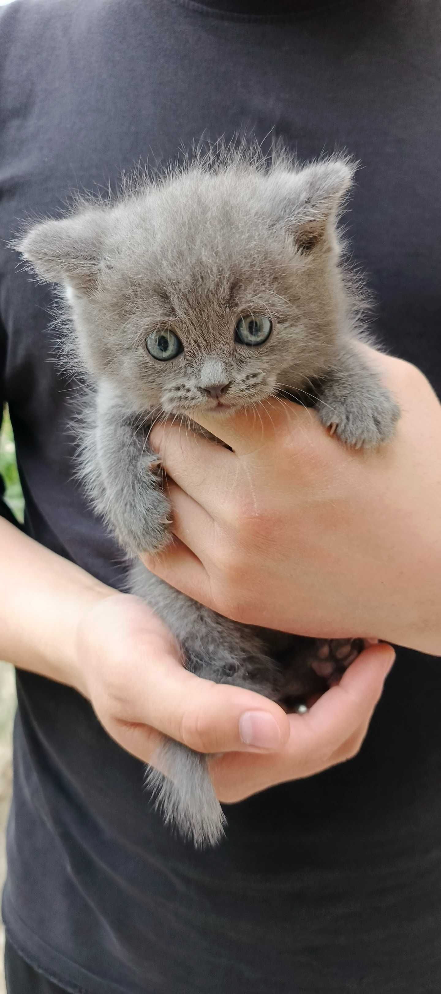 Продаются котята породы СКОТИШ СТРАЙТ: 4 мальчика 2 девочки.