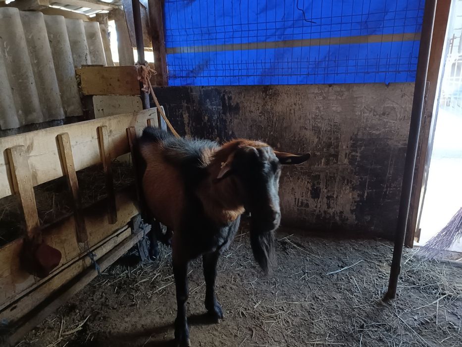 Schimb țapi cu capre.