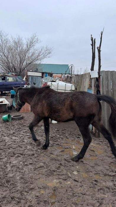 Тай байтал сатылады