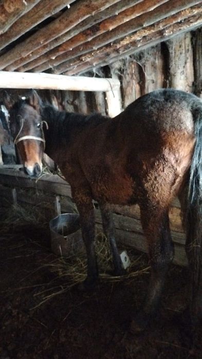 Продаётся жеребец 1,7 мес