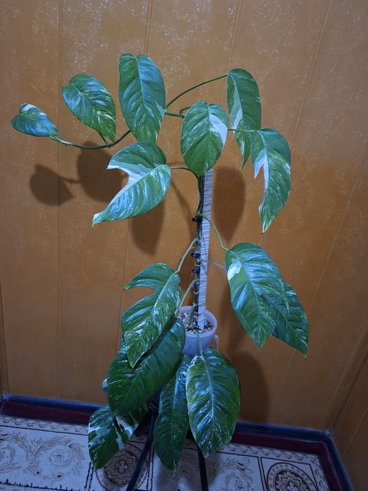 Продам цветок Эпипремнум пинатум вайт