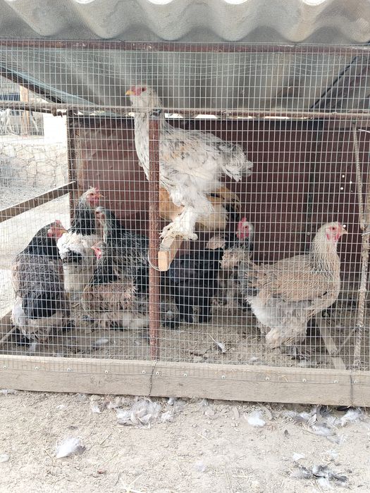 Брама Товуклари Сотилади