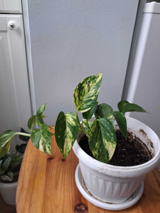 Стайни растения -Традесканция, Драцена