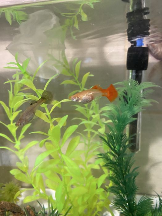 Vand gupii si pesti neon