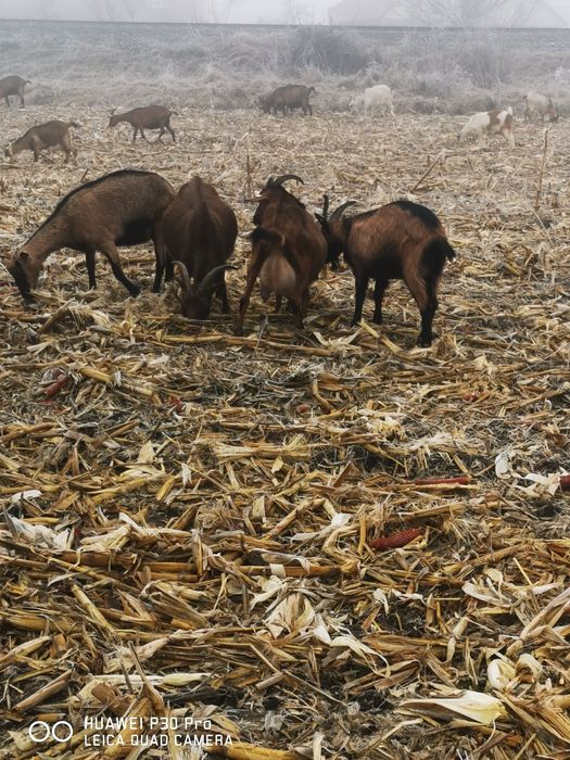 Vând 100 de capre alpina și metis