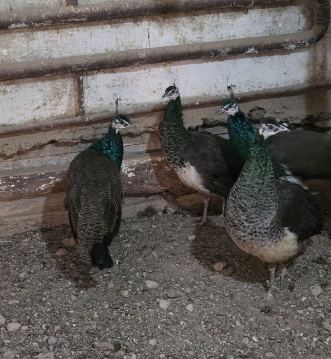 Индийские павлины на продажу