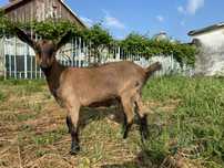 Iedita alpin francez